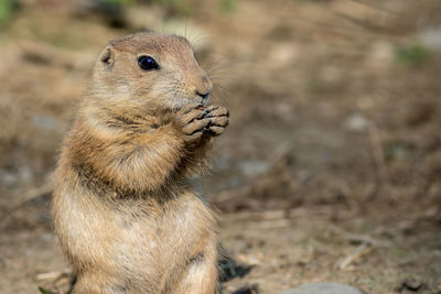 Close-up of squirrel on field