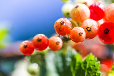Close-up of fruits on tree against sky