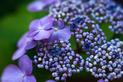 Close-up of purple hydrangea flowers