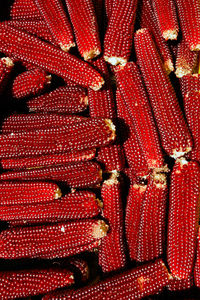 Full frame shot of corns for sale at market