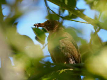 Female blackbird with worm perching in tree