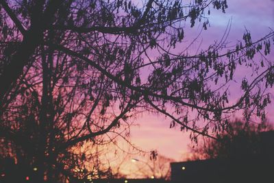 Silhouette of bare tree against sky at sunset