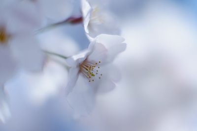 Close-up of honey bee on white flower