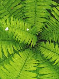 Full frame shot of green leaves