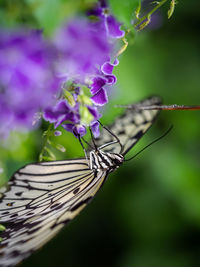 Close-up of butterfly pollinating on purple flower