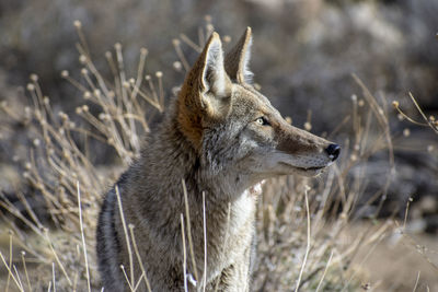 Fox standing on field