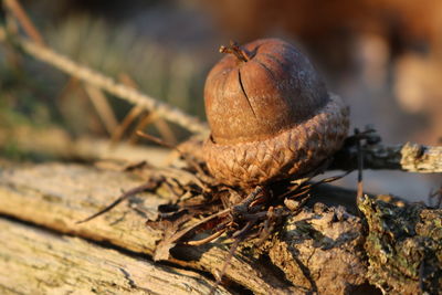 Close-up of insect on dry land