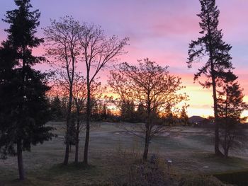 Silhouette trees on field against sky during sunset