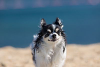 Portrait of dog on beach