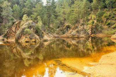 Reflection of trees in water