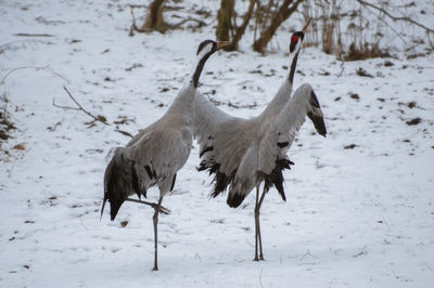 The dance of the cranes has begun