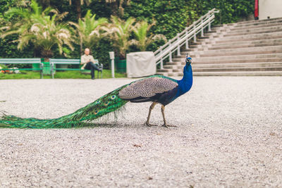 Side view of a bird on field