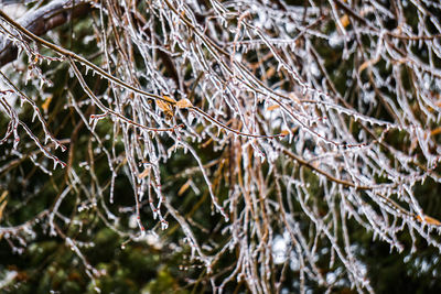 Close-up of spider web on branch during winter