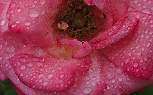 Close-up of water drops on pink flower