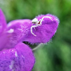 Close-up of pink flower