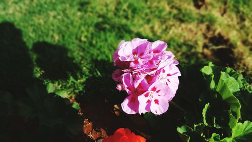 Close-up of pink flower blooming outdoors