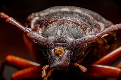 Prionus beetle portrait