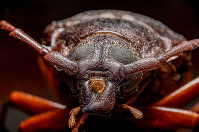 Close-up of insect