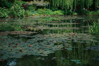 Reflection of trees in pond