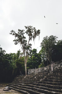 Low angle view of bird against sky