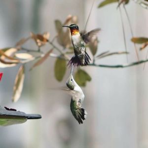 Close-up of bird flying