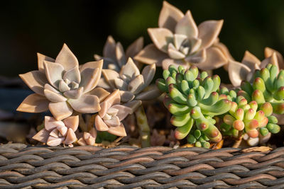 Close-up of succulent plant