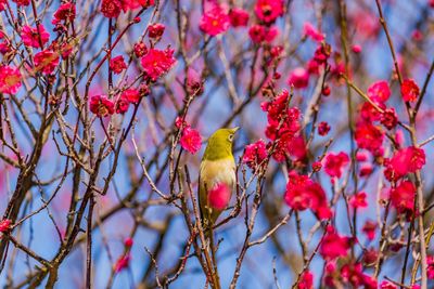 Plum blossom