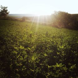 Scenic view of field against sky