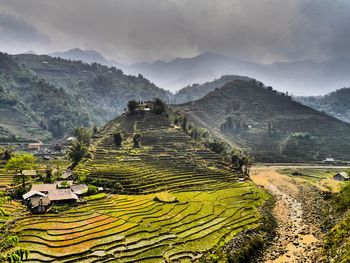 Scenic view of rice field against sky