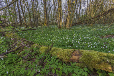 Scenic view of forest