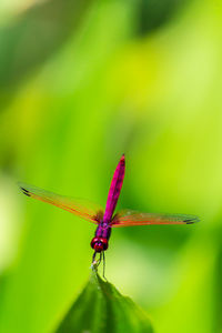 Close-up of dragonfly on leaf