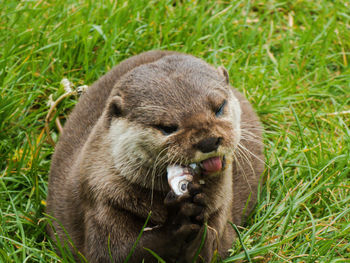 Portrait of an otter