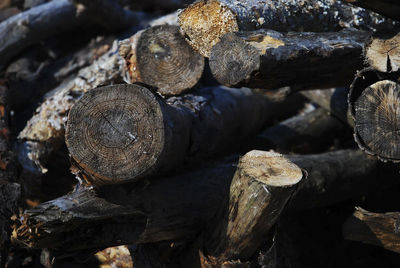 Stack of logs in forest