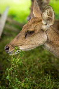 Close-up of deer on field