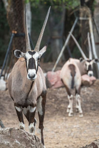 Deer standing in zoo