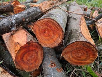 Stack of logs