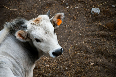 High angle view of sheep on field