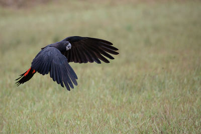 Bird flying over a field