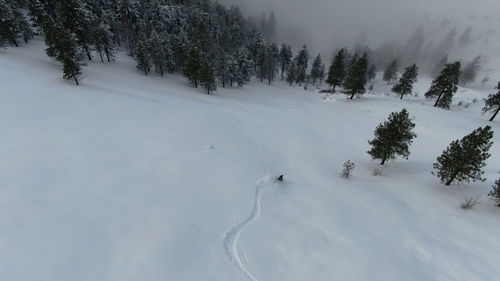 Trees on snow covered field