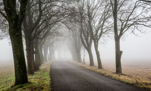 Road amidst bare trees