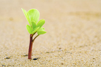 Close-up of small plant growing on sand