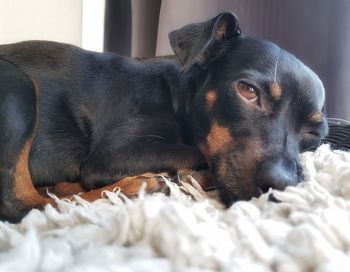 Close-up of a dog resting