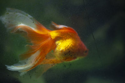 Close-up of fish swimming in sea