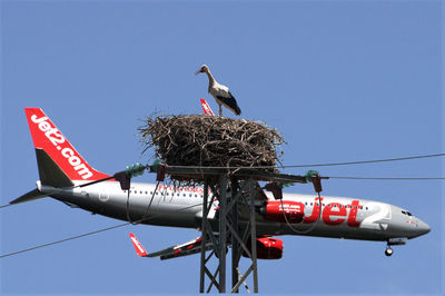 Low angle view of bird against clear sky