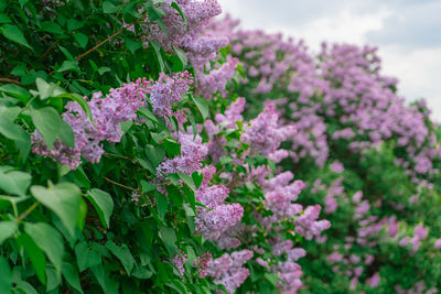 Close-up of pink flowering plants