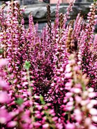 Close-up of purple flowering plants