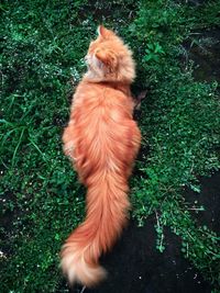 High angle view of dog on grass