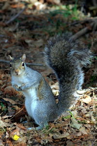 Close-up of squirrel on field