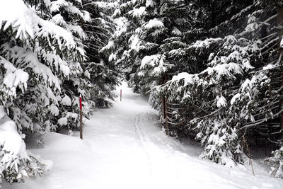 Trees on snow covered landscape