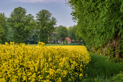 View of yellow flowering plants on field